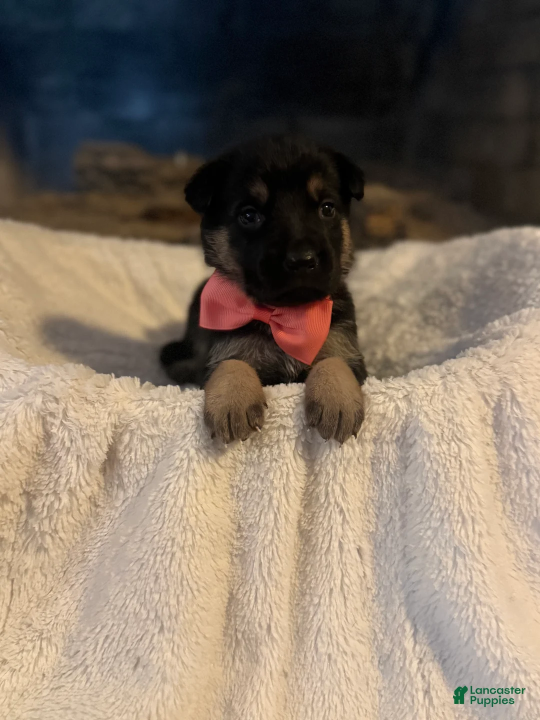 German Shepherd dogs for sale: Caddie - Ad 1