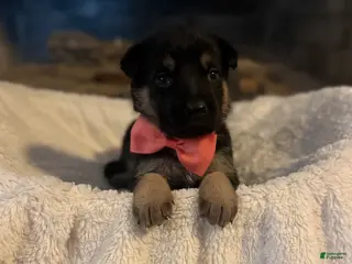 German Shepherd dogs Caddie - Ad 42