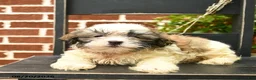 Malshi dogs for sale: Chester  - Ad 3