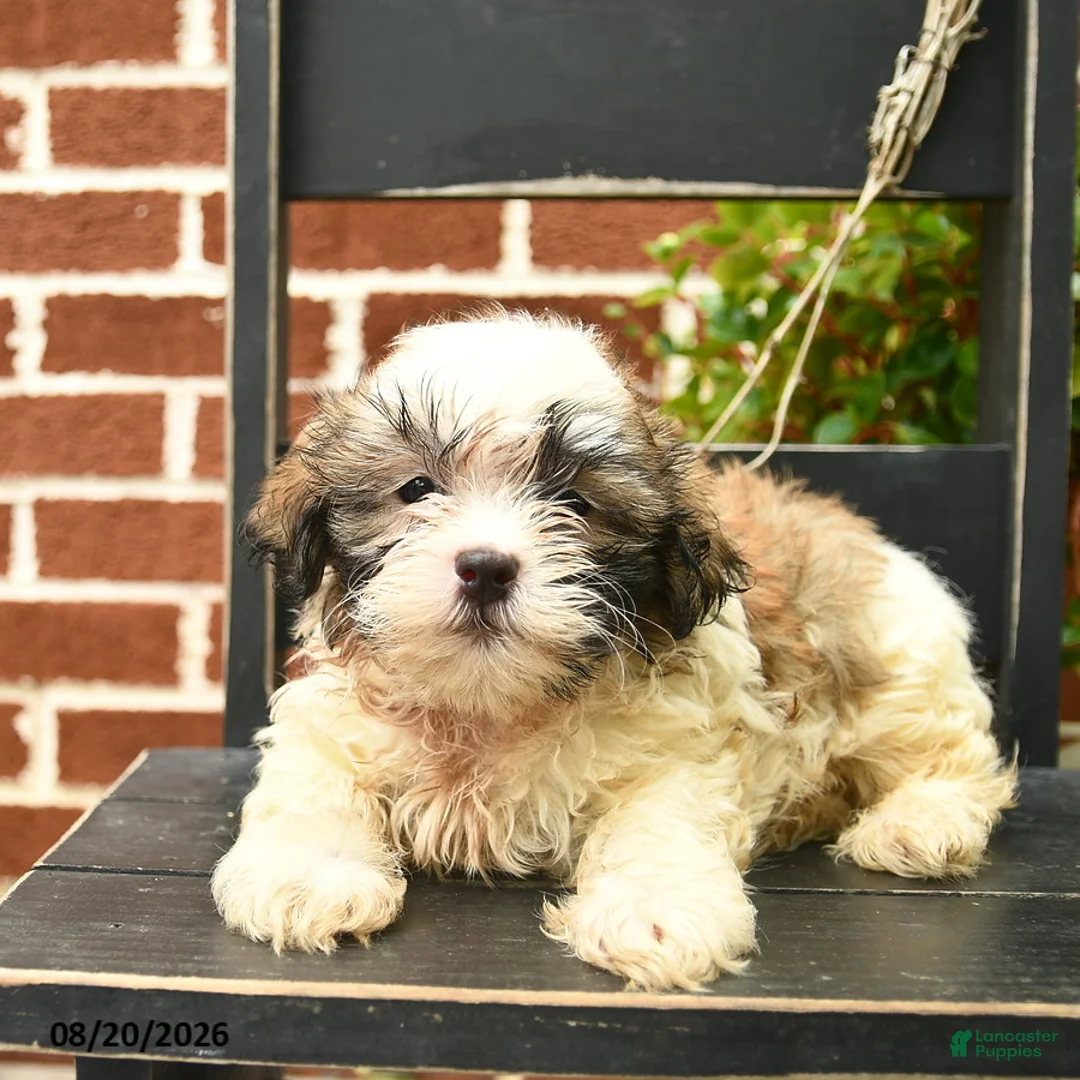 Malshi dogs for sale: Chester  - Ad 3