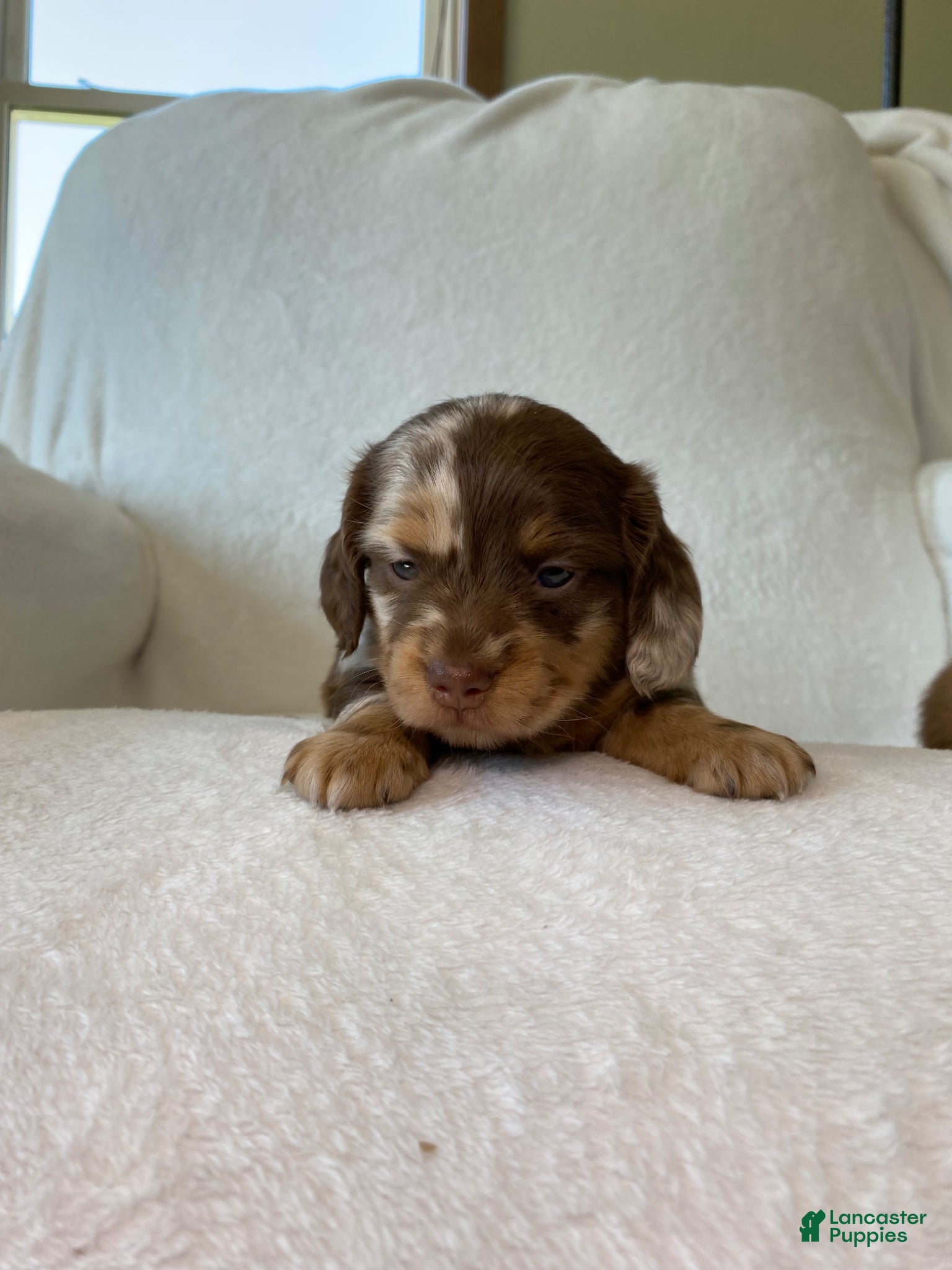 Miniature Dachshund dogs Miniature Dachshund Puppy 1 - Ad 1