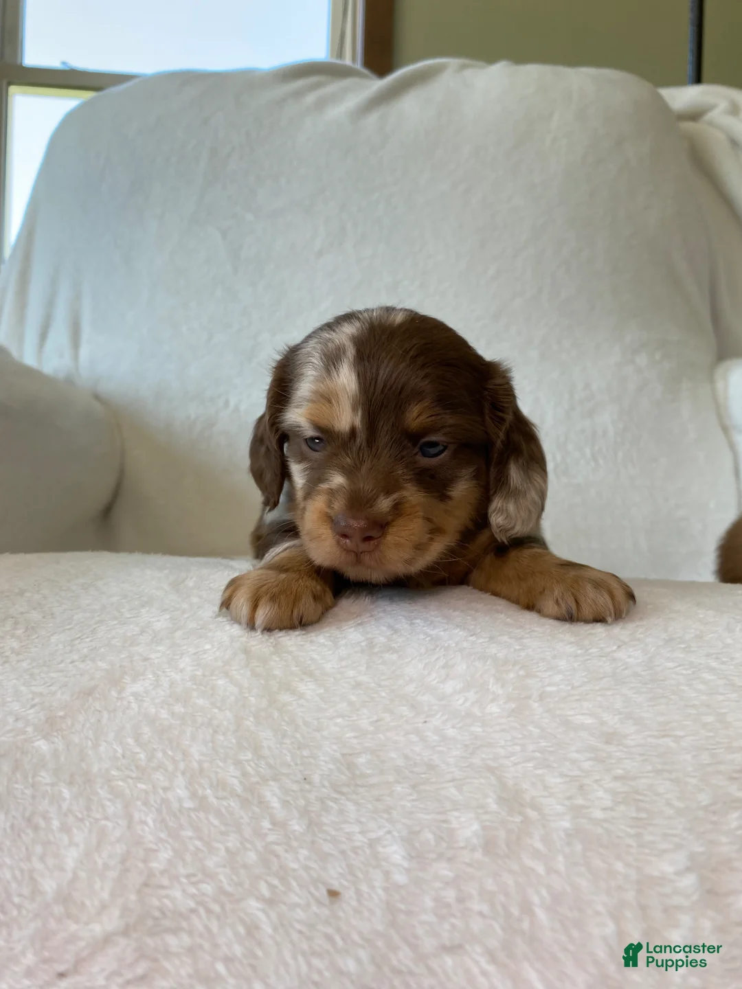 Miniature Dachshund dogs for sale: Miniature Dachshund Puppy 1 - Ad 1