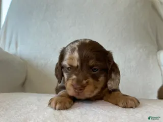 Miniature Dachshund dogs for sale: Miniature Dachshund Puppy 1 - Ad 3