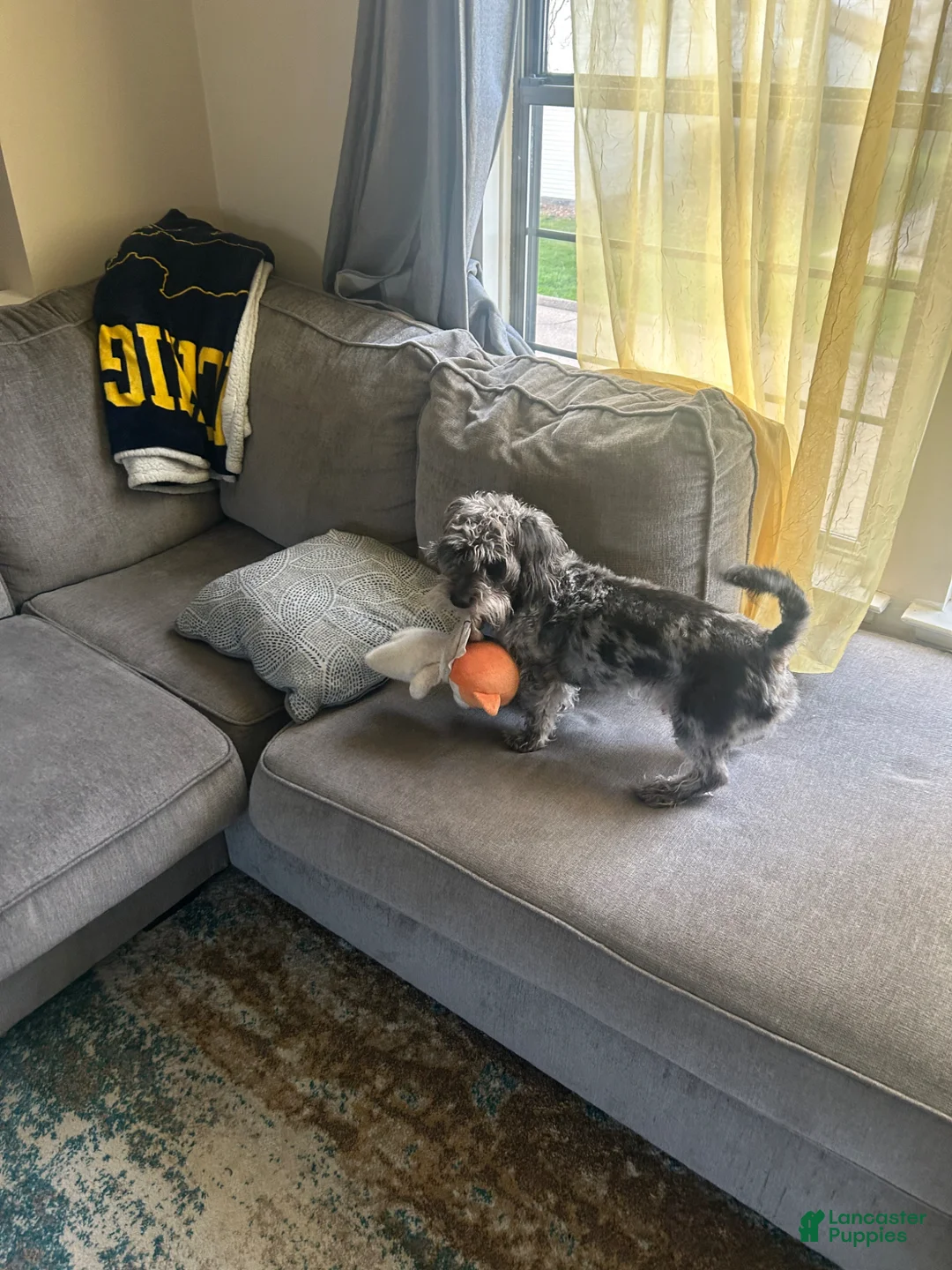 Yorkiepoo dogs for stud: Spice Stud Ad - Ad 6