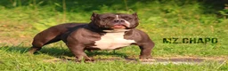 American Bully dogs for sale: COW PATCH BULLY  - Ad 7