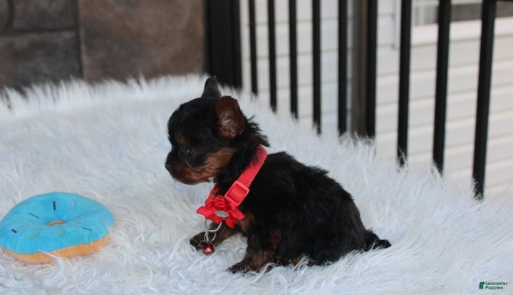 Yorkiepoo dogs Emmett  - Ad 2