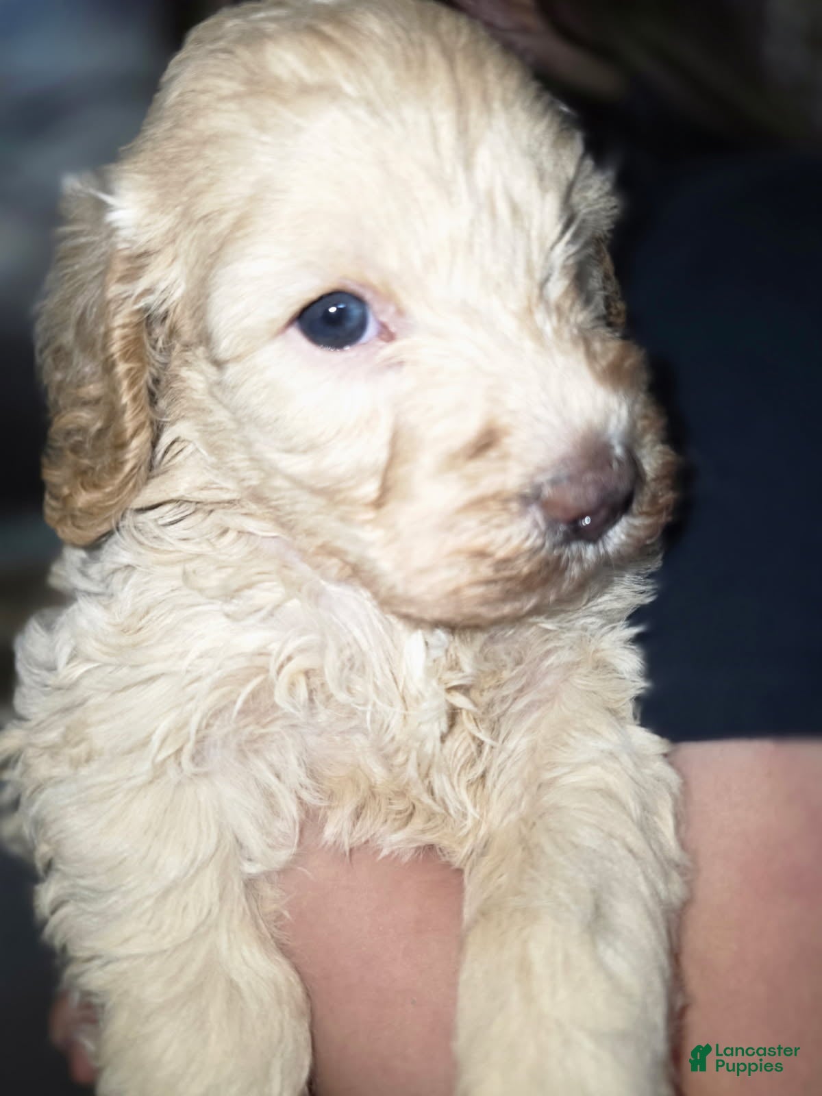 Goldendoodle dogs Mini Goldendoodle Female - Ad 1