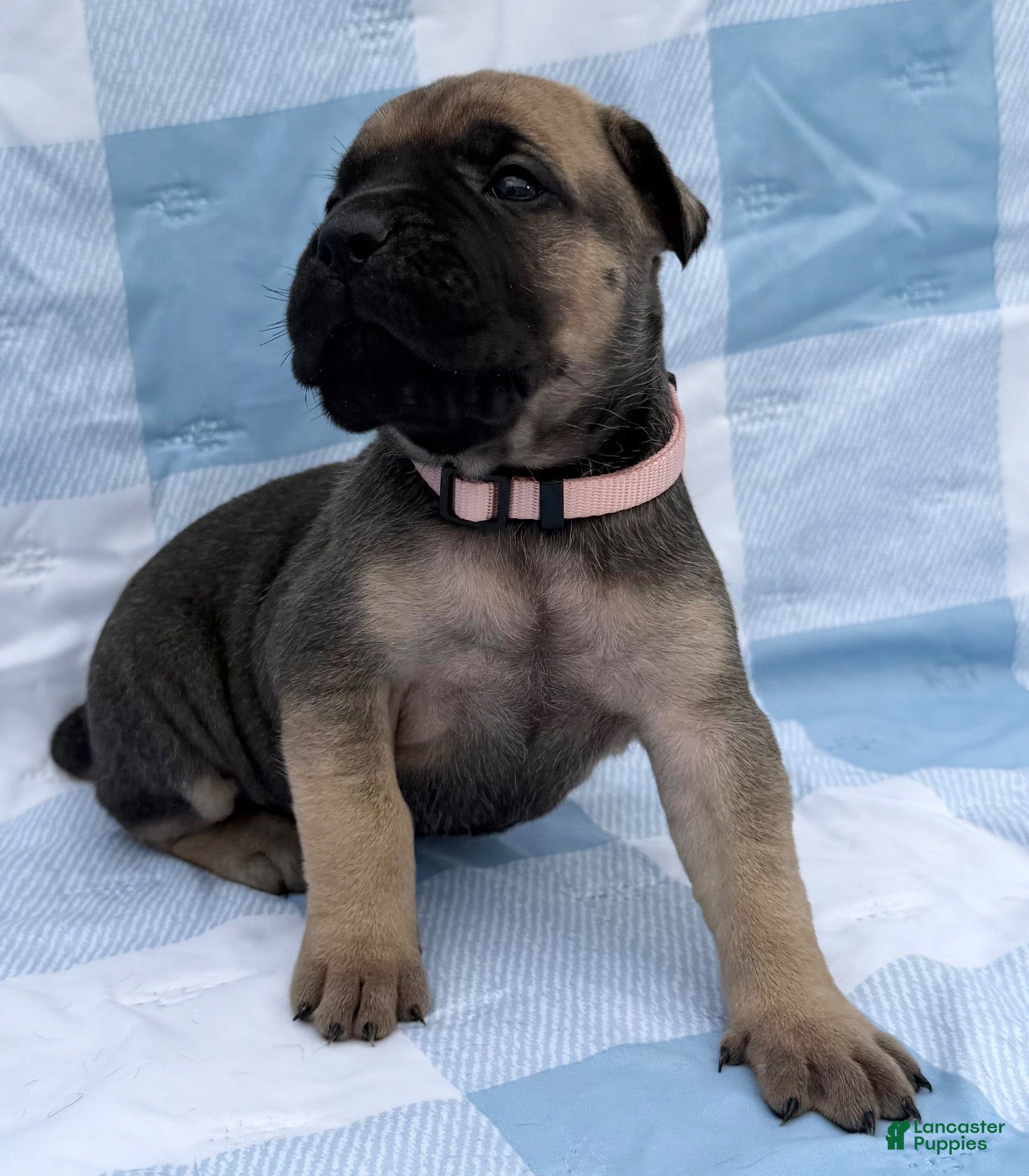 Cane Corso dogs Cane Corso 3 - Ad 2