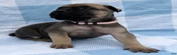 Cane Corso dogs for sale: Cane Corso 3 - Ad 2