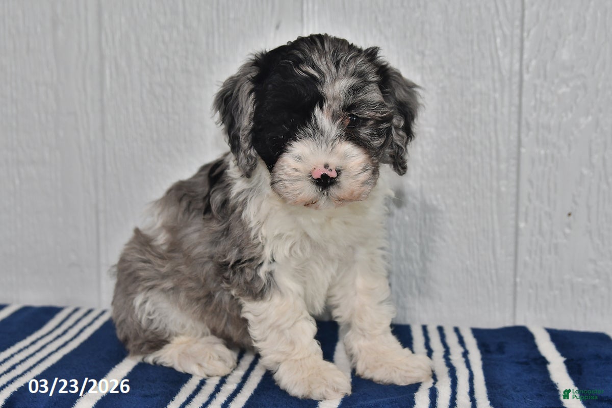 Cockapoo dogs Lilly - Ad 1