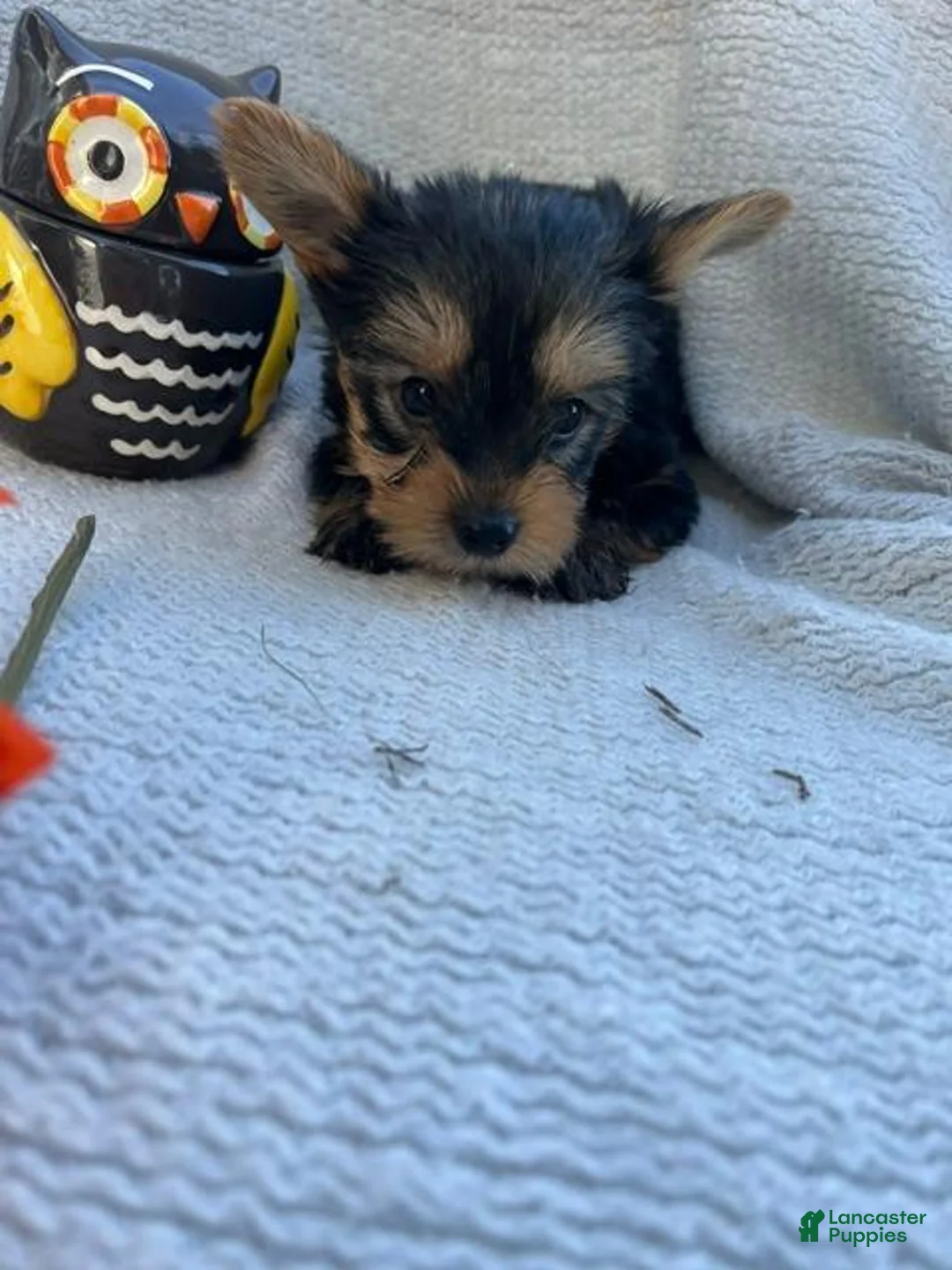 Yorkshire Terrier dogs for sale: Wayne - Ad 3