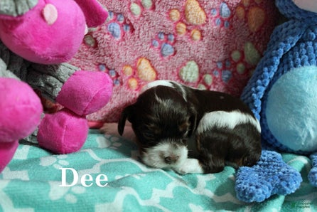 Cocker Spaniel dogs Dee - Ad 16
