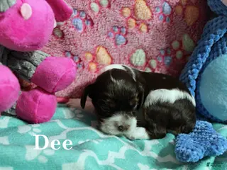 Cocker Spaniel dogs Dee - Ad 16