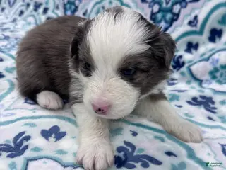 Australian Shepherd dogs Australian Shepherd Puppy - Tan Collar - Ad 31