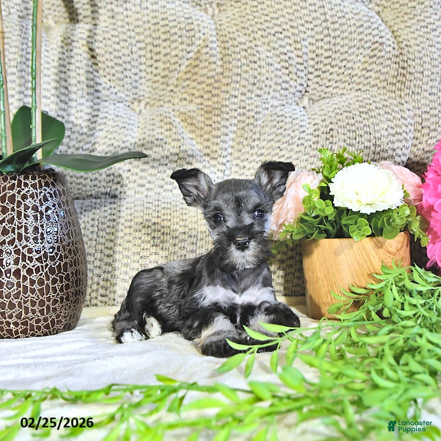 Miniature Schnauzer dogs Kimber - Ad 1