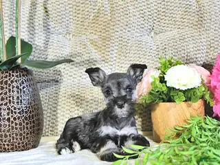 Miniature Schnauzer dogs for sale: Kimber - Ad 1