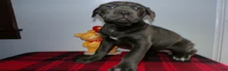 Cane Corso dogs for sale: Cane Corso Puppy 2 Star - Ad 1