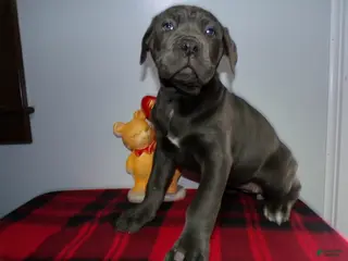 Cane Corso dogs Cane Corso Puppy 2 Star - Ad 33