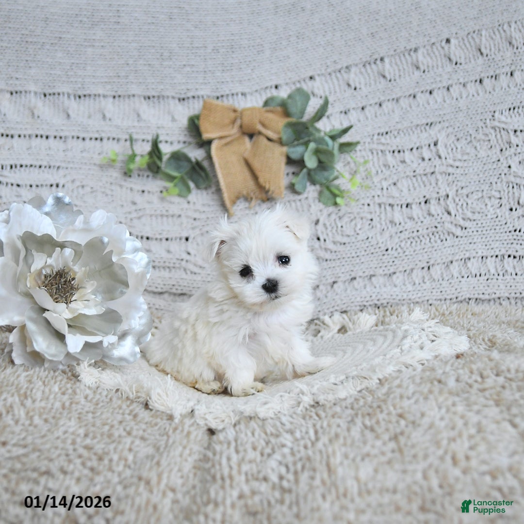 Maltese dogs for sale: Cupid EXTRA SMALL - Ad 2