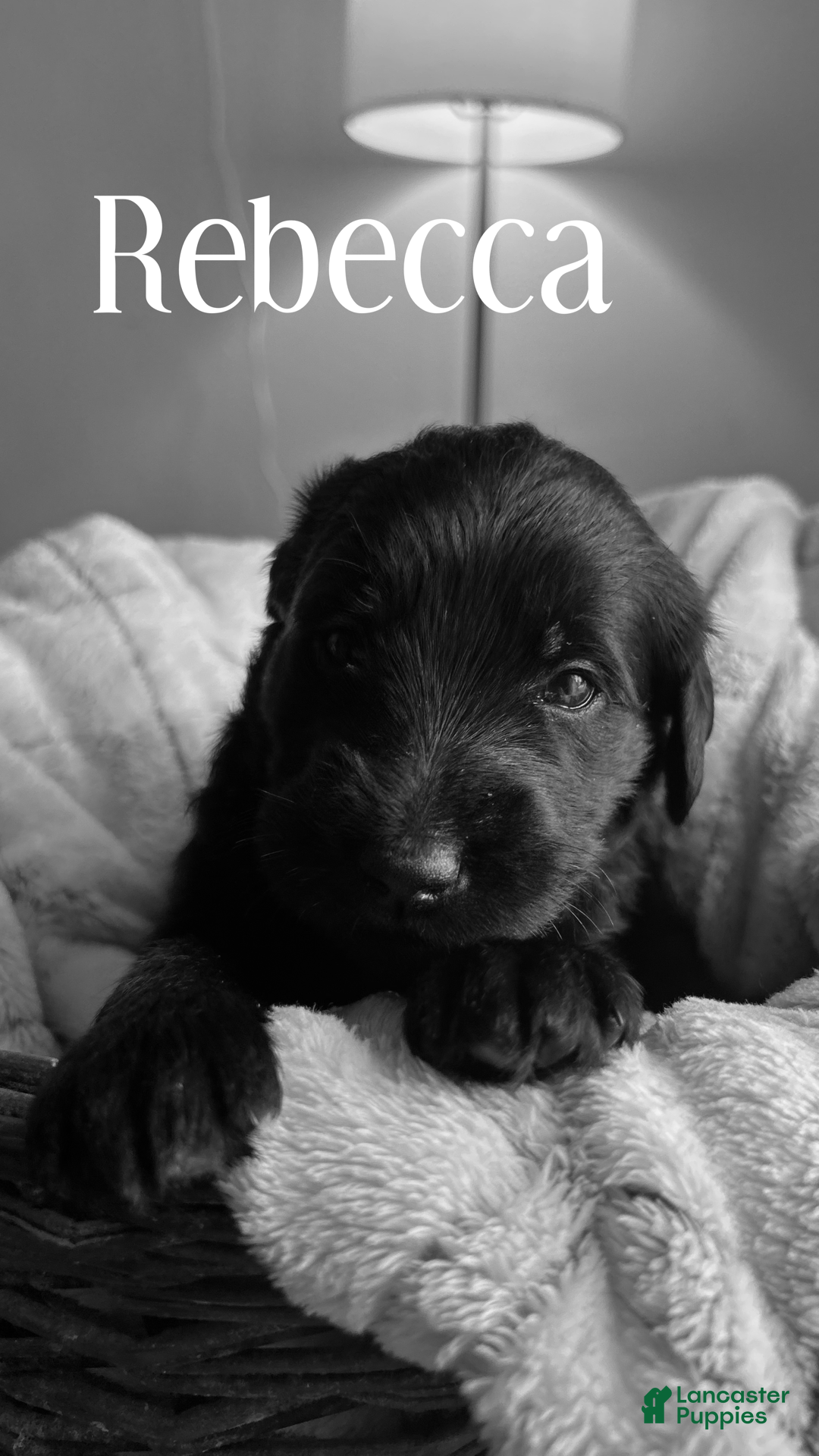 Mixed Breed dogs Golden Labradoodle Puppy 1 Blue Collar - Ad 18