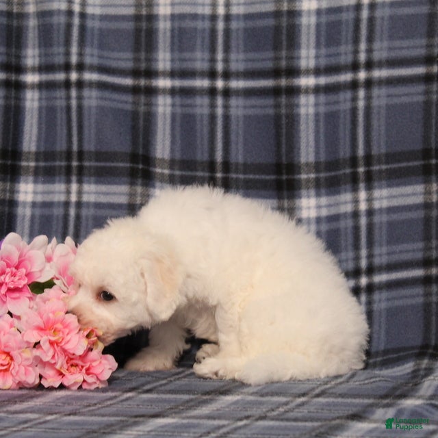 Bichon Frise dogs BJ's Nicholas - Ad 2