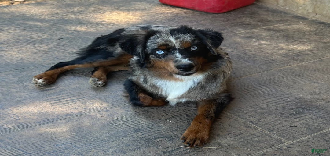 Gallery Image {{count}}