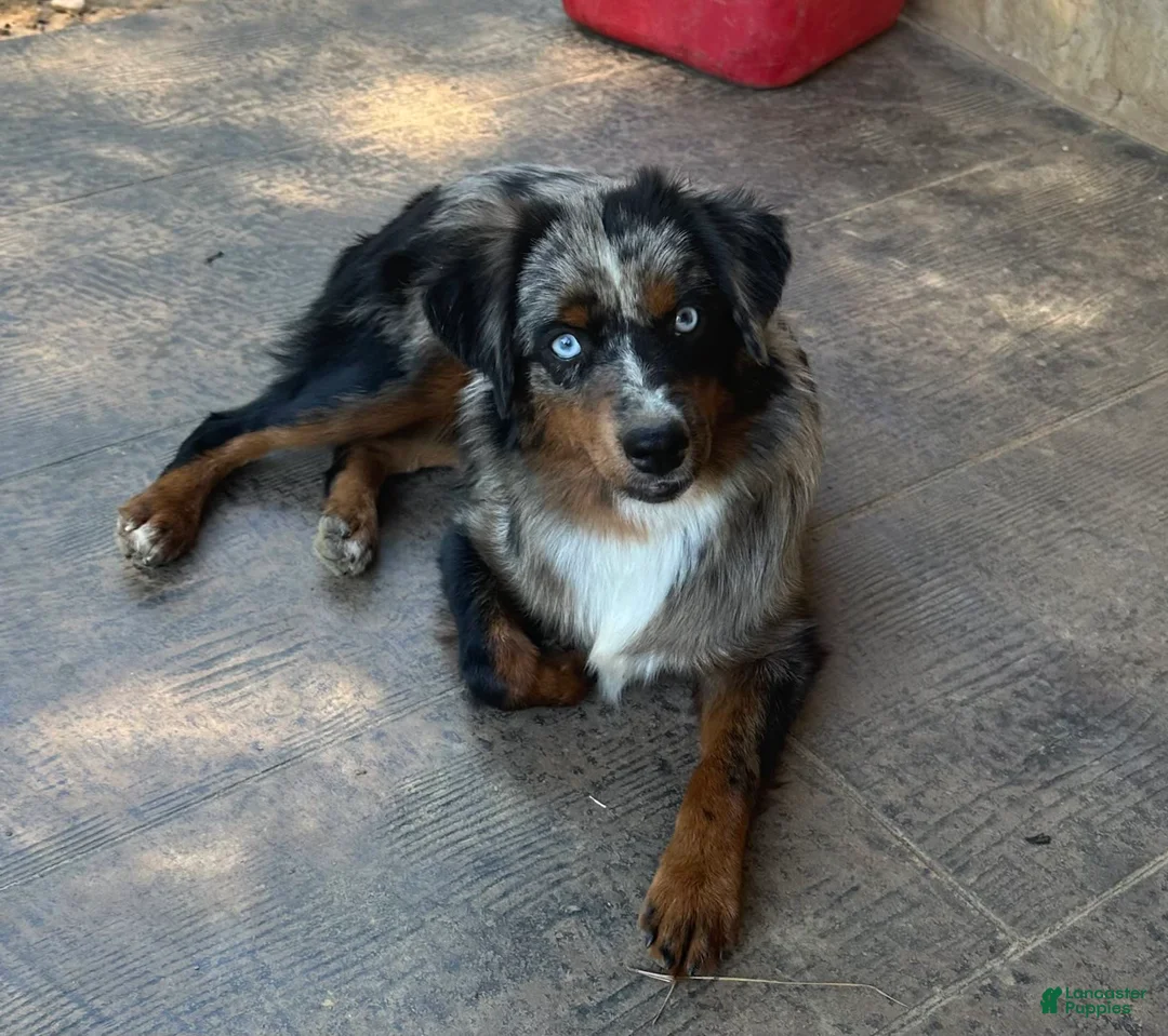 Gallery Image {{count}}