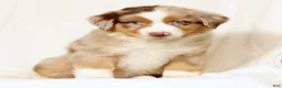 Miniature Australian Shepherd dogs for sale: Laker - Ad 7