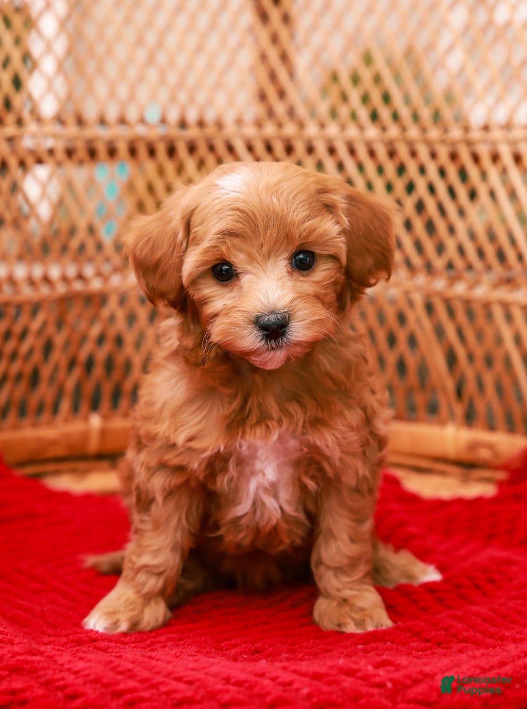 Gallery Image {{count}}