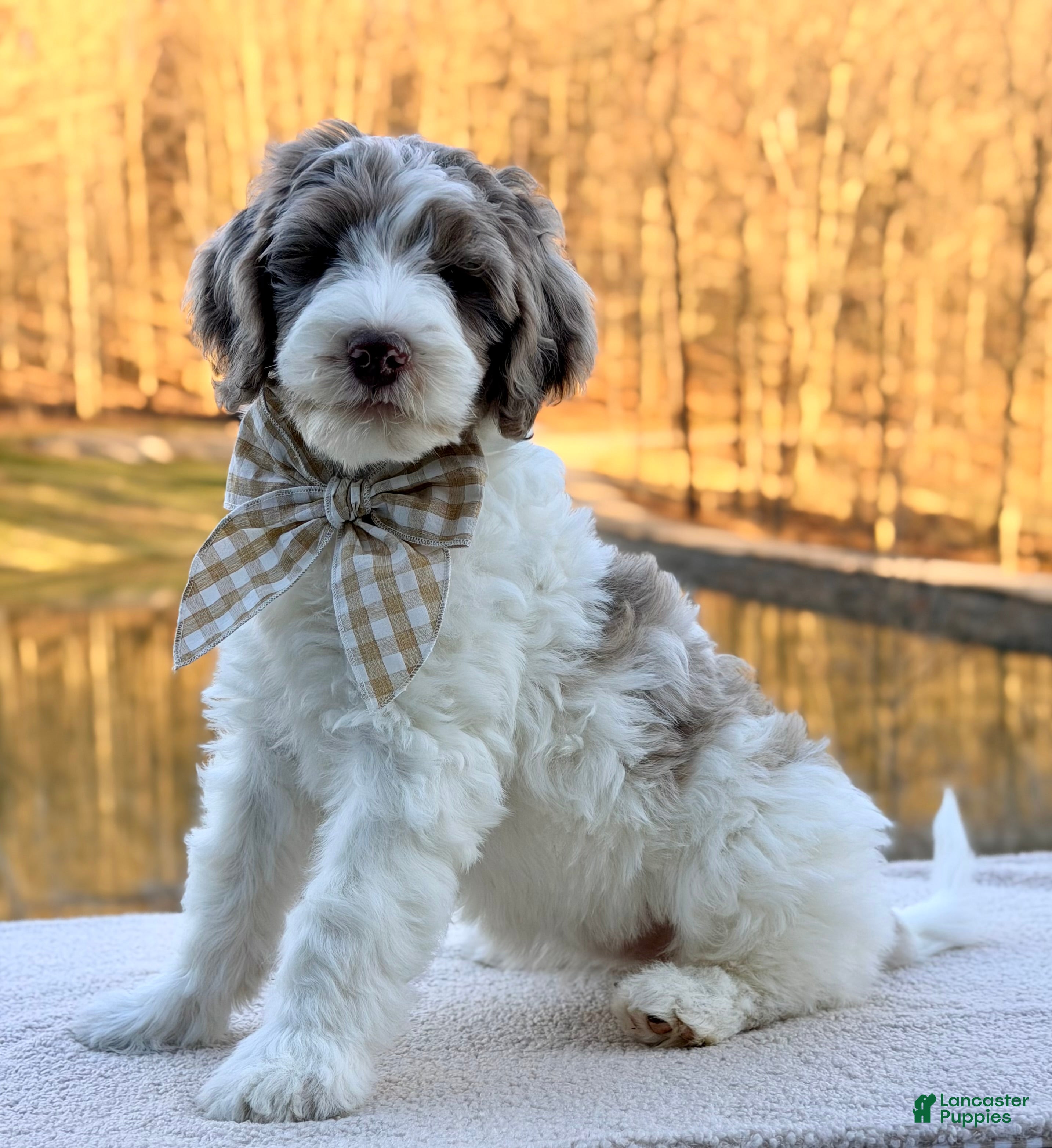 Bernedoodle dogs Praise  - Ad 1