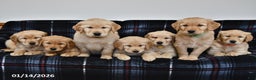 Golden Retriever dogs for sale: Tina - Ad 3