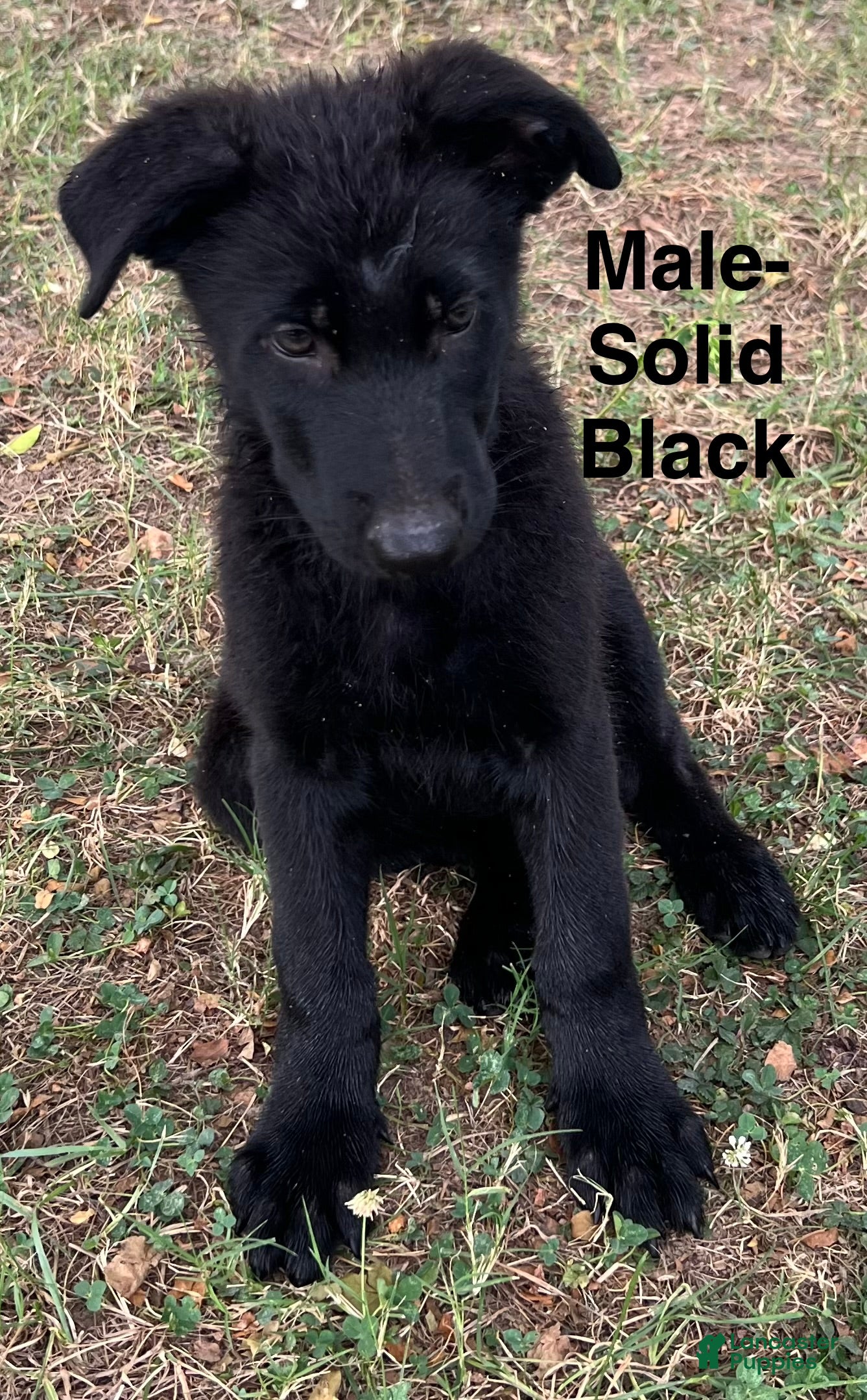 German Shepherd dogs German Shepherd Puppy 2 - Ad 16