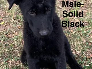 German Shepherd dogs German Shepherd Puppy 2 - Ad 16