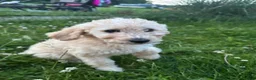 Goldendoodle dogs for sale: Murphy  - Ad 13