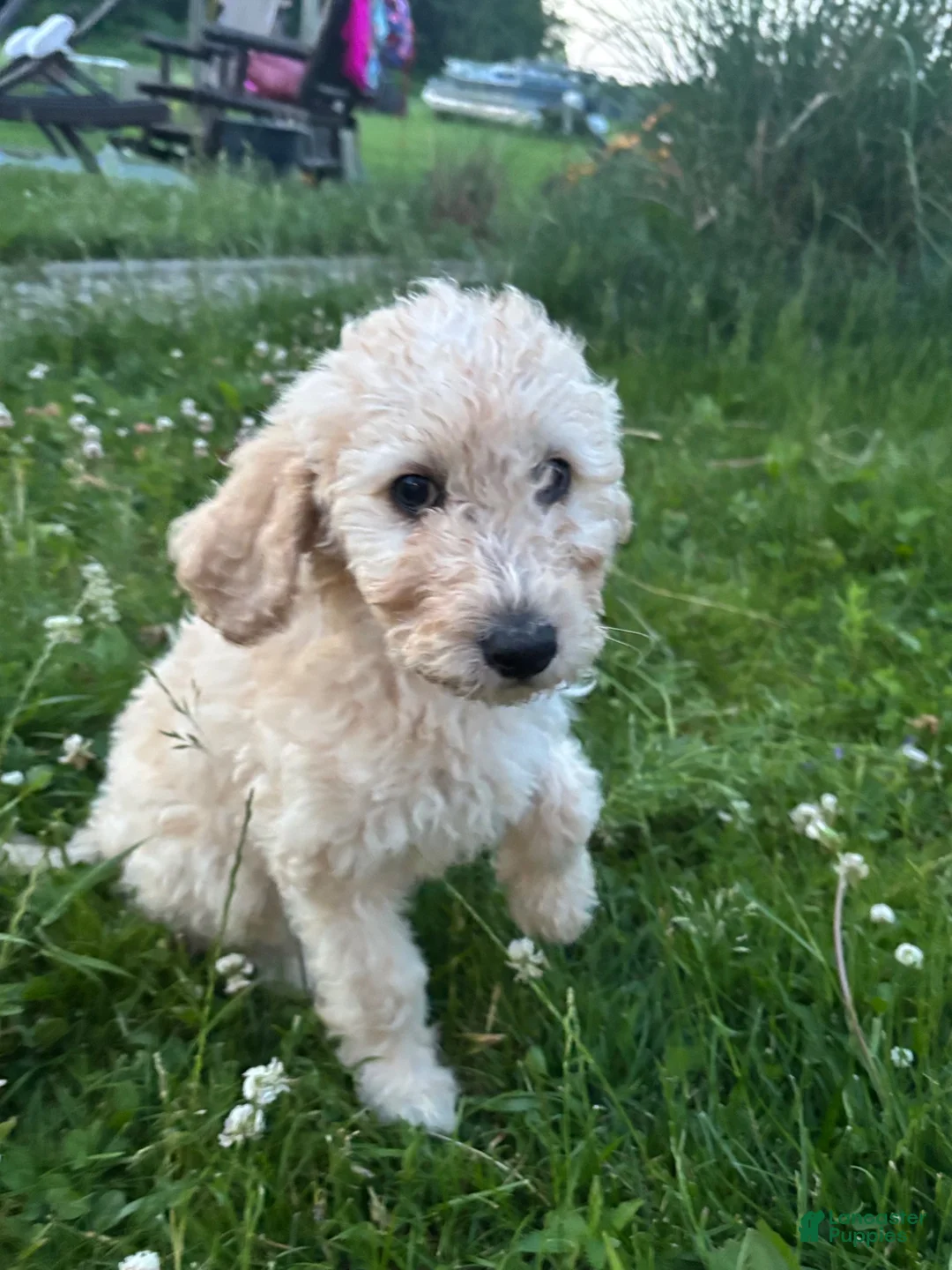 Goldendoodle dogs for sale: Murphy  - Ad 13