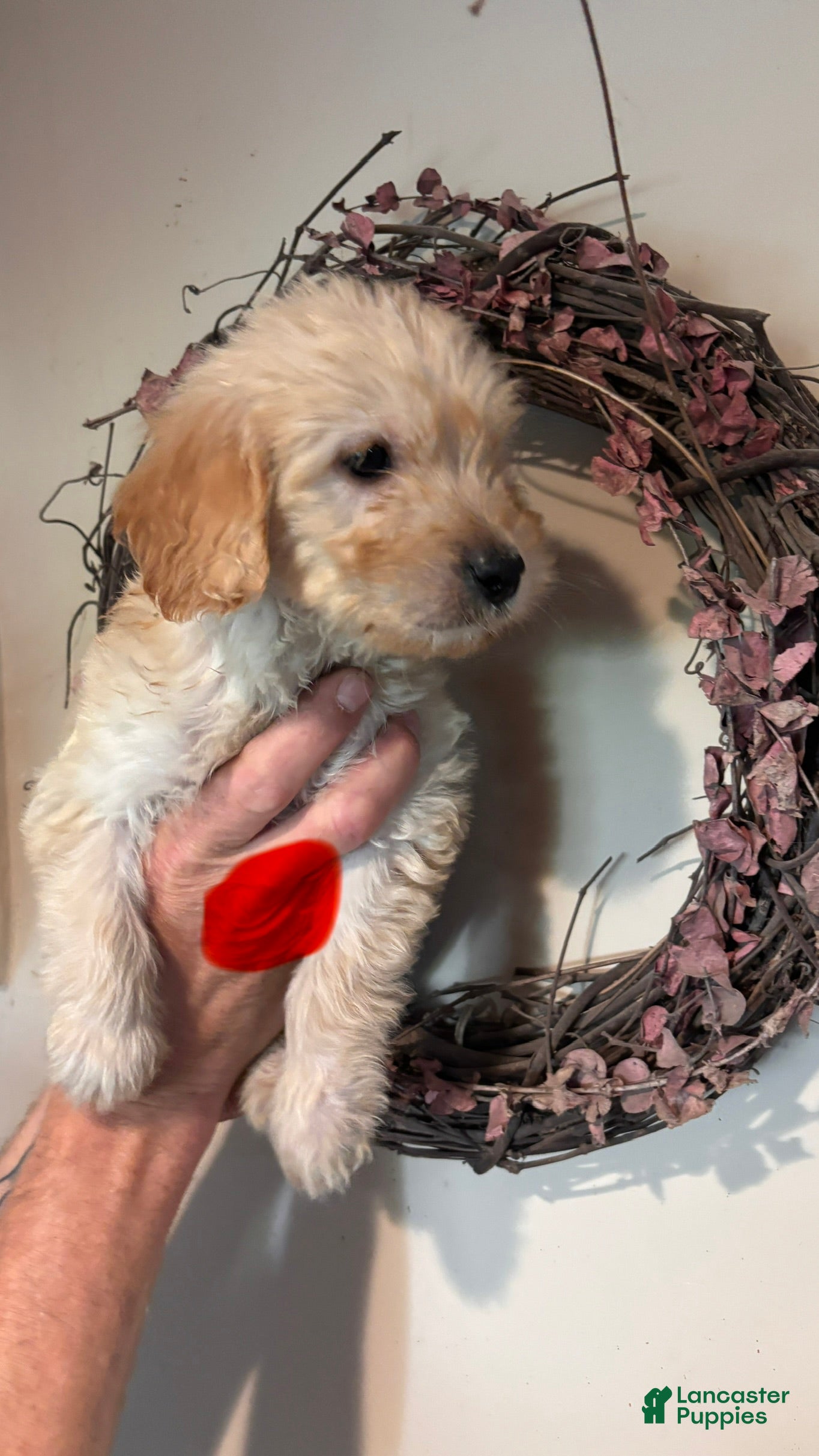 Mini Goldendoodle dogs for sale: Mini Goldendoodle 3 - Ad 1