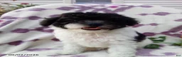 Miniature Poodle dogs for sale: Rover - Ad 2