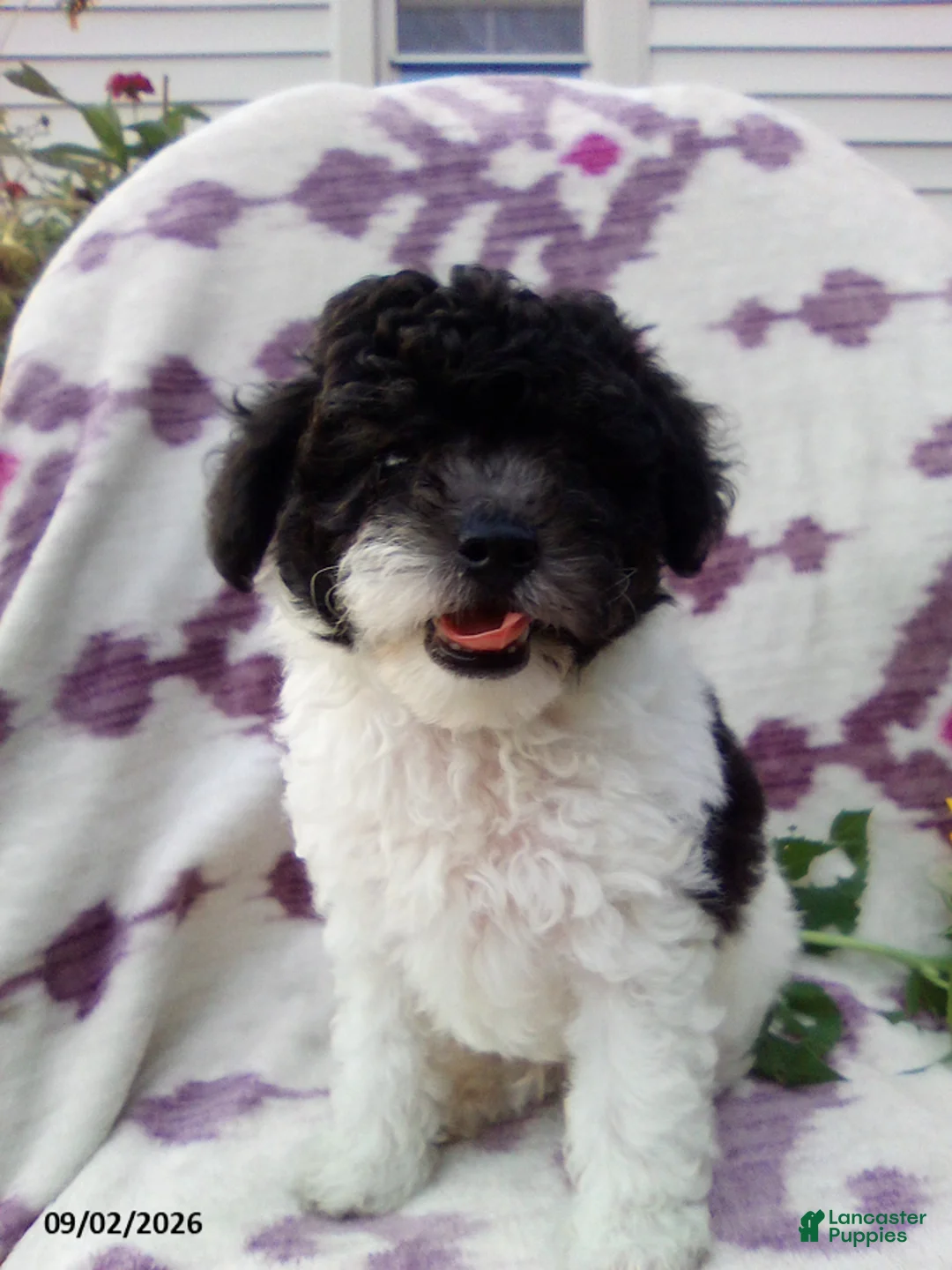 Miniature Poodle dogs for sale: Rover - Ad 2