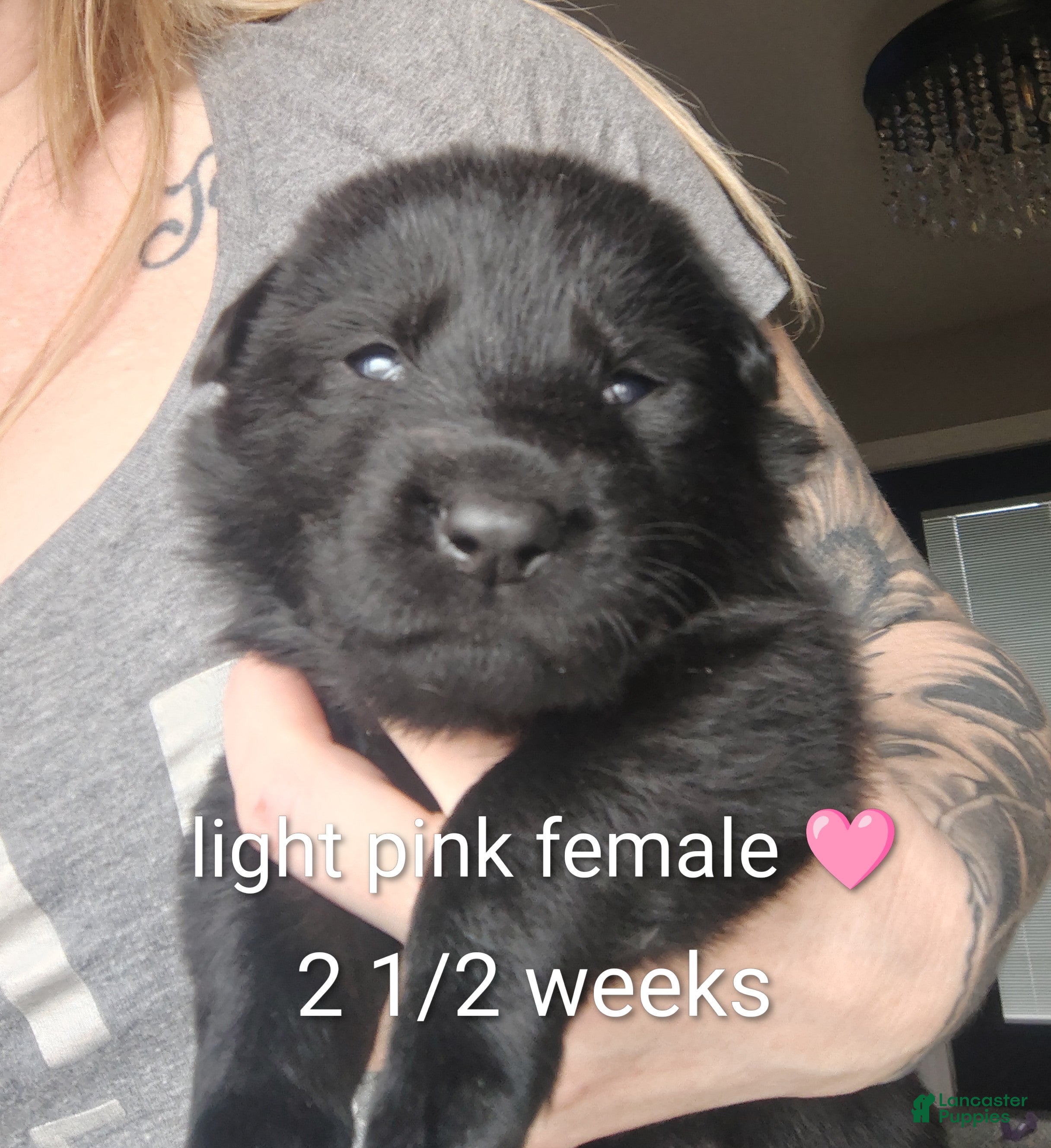 German Shepherd dogs Shadow - Ad 2