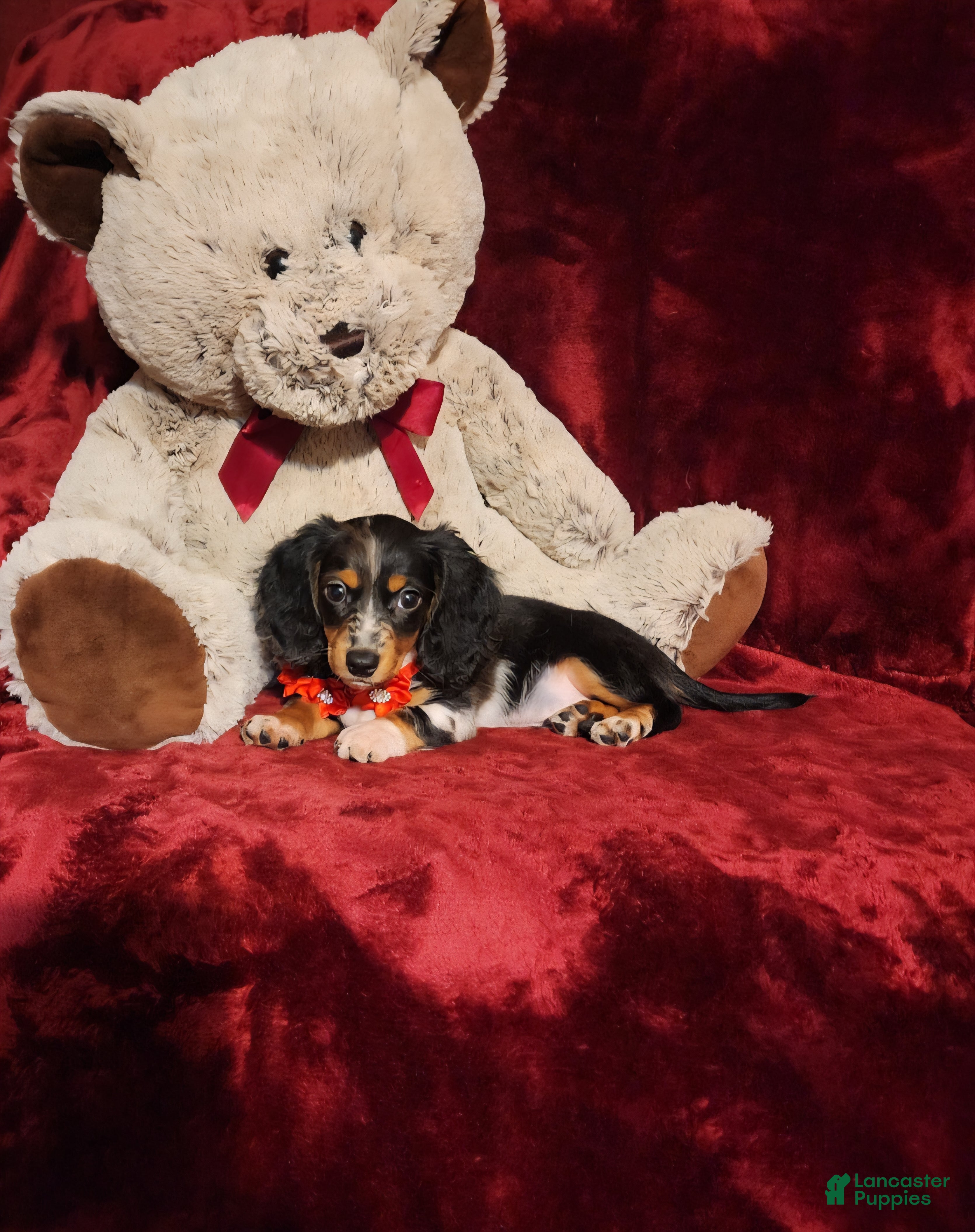 Miniature Dachshund dogs *RIO* - Ad 38