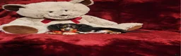 Miniature Dachshund dogs for sale: *RIO* - Ad 4