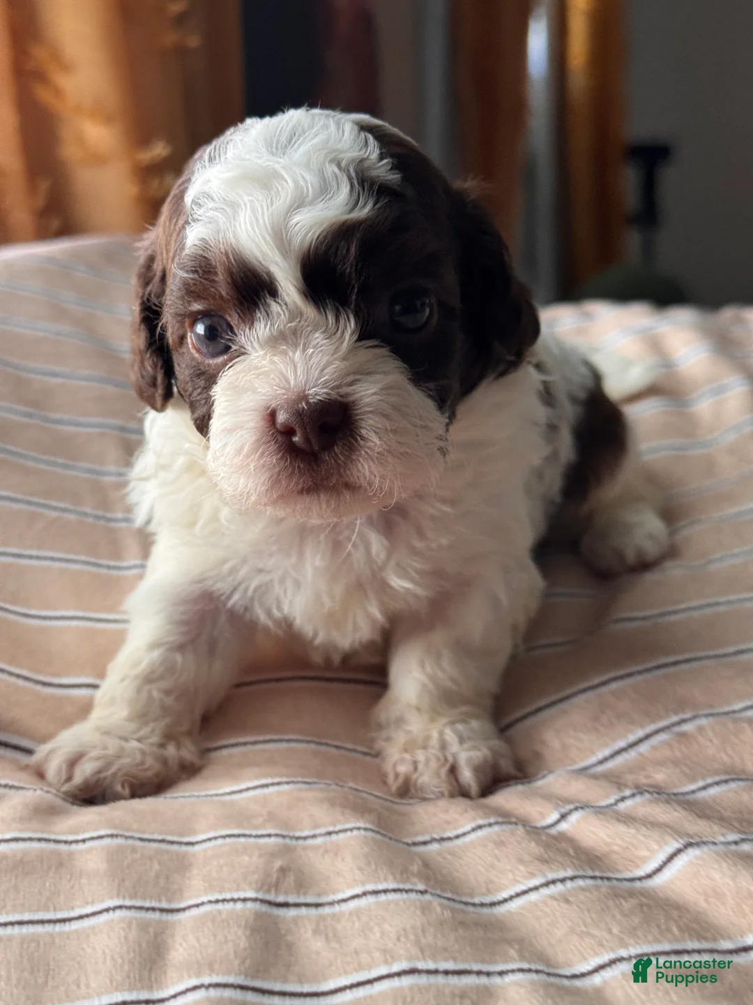 Shihpoo dogs for sale: Okoye - Ad 2