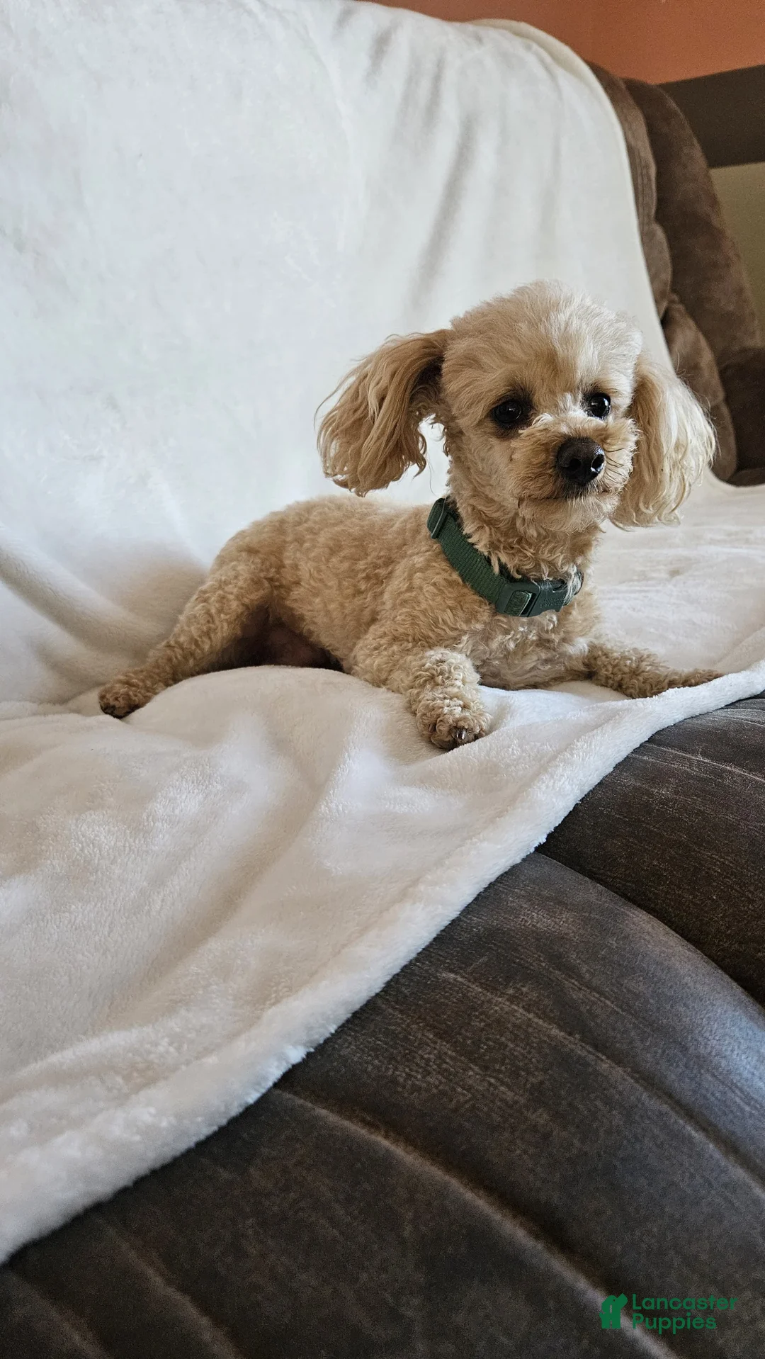 Toy Poodle dogs for sale: Ginger - Ad 4