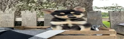 Pomsky dogs for sale: Zack - Ad 4