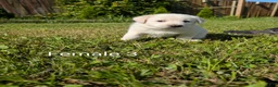 Mixed Breed dogs for sale: American Pyre 7 - Ad 3