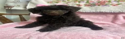 Miniature Poodle dogs for sale: Nutella - Ad 1