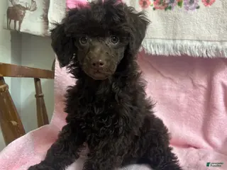 Miniature Poodle dogs Nutella - Ad 8