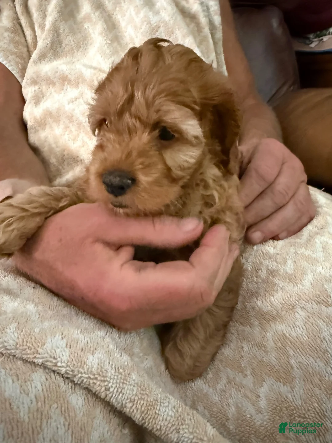 Mixed Breed dogs for sale: Jack - Ad 1