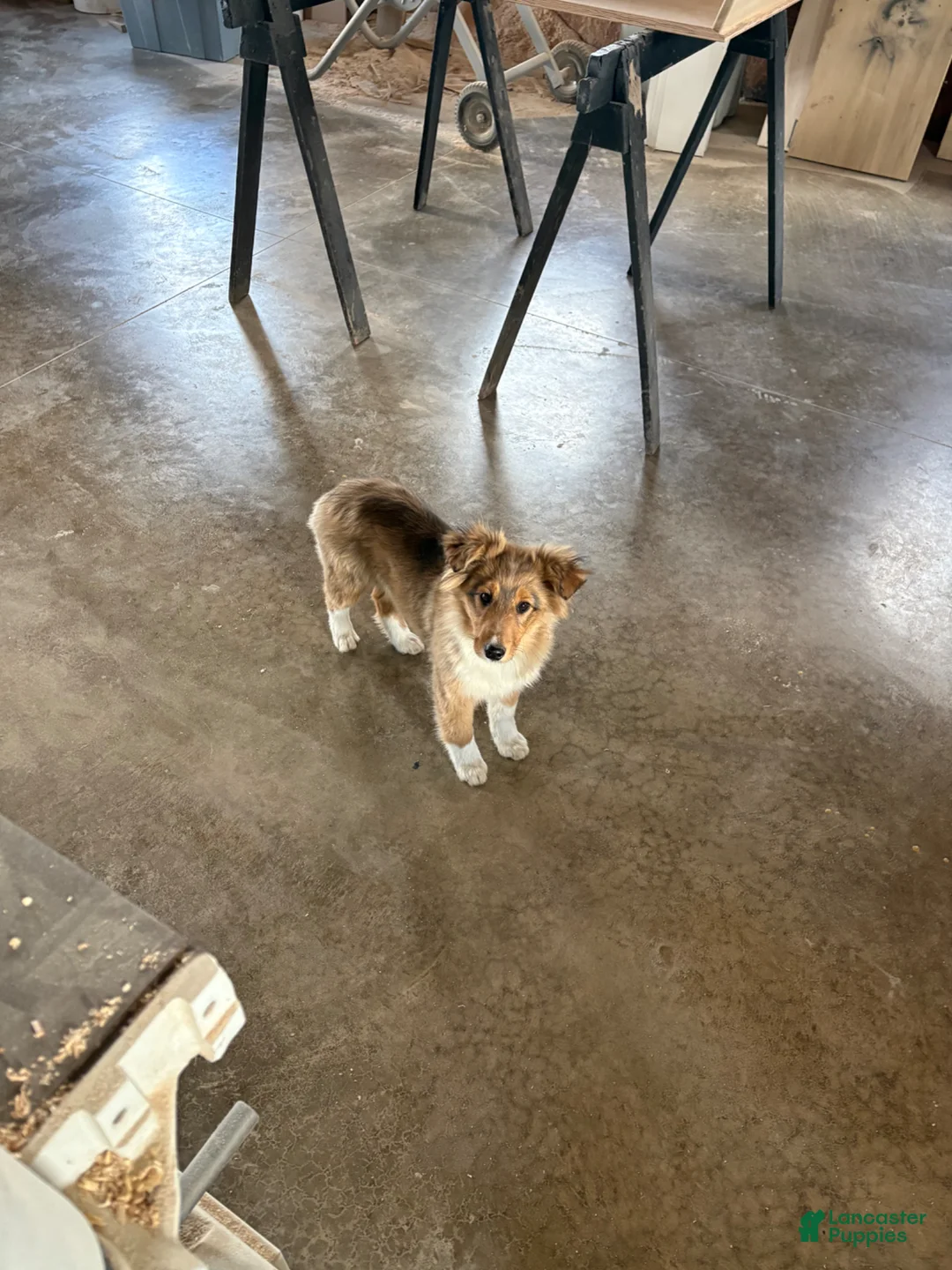 Mixed Breed dogs for sale: Shelly - Ad 1