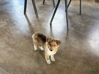 Mixed Breed dogs Shelly - Ad 6